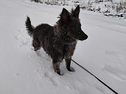 Oneida dans la neige