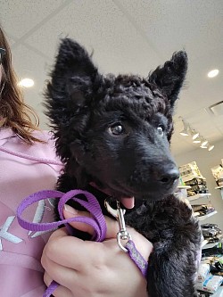 Raven au vétérinaire